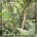 8-25 am 10-18-58-麻荖漏步道.JPG